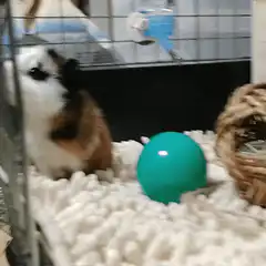 Guinea pig playing with green ball