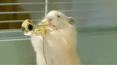 hamster playing instruments