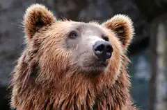 Close-up of a brown bear