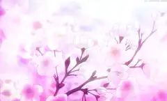 Pink cherry blossoms swaying