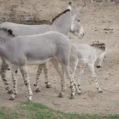 Donkeys walking in a field