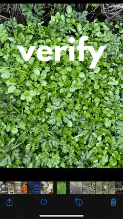 iPhone photo identify watercress eats
