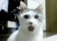 shocked cat with wide eyes