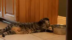 Cat lying on floor drinking water