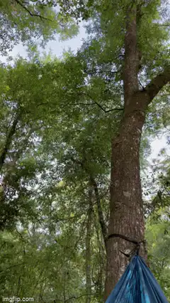 View from a blue hammock in the woods