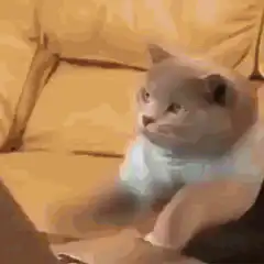 Cats typing on laptops