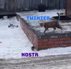 Cat chasing mouse in snow