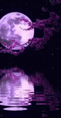 purple moon and cherry blossoms reflection