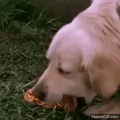 Golden Retriever eating noodles