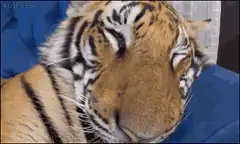 Tiger wakes up to can