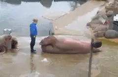 Boy stands next to walrus