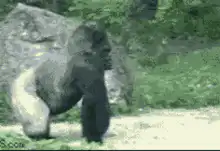 gorilla walking on all fours