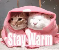 Two cats in a pink blanket stay warm