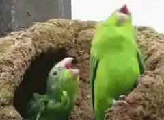 Two green parrots screaming