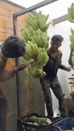 Workers cutting and washing green bananas