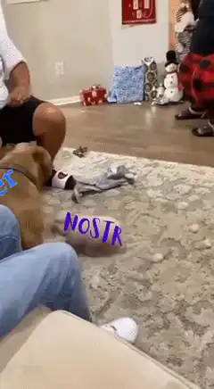 Dog Zap Twitter NOSTR