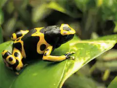 yellow and black poison dart frog on leaf
