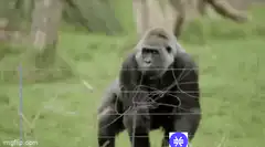 gorilla throws branch