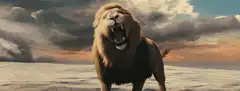 Lion roaring on a beach