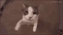 Cat looking up and then falling over
