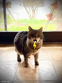 cat with lightning bolt mouth