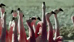 Confused flamingos saying wat