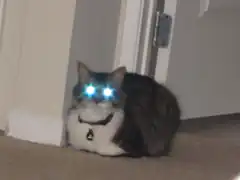 cat with glowing blue eyes