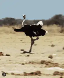 Ostrich running with chicks