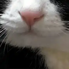 Close up of a cat's pink nose