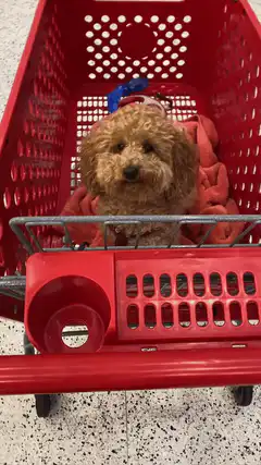 dog in red shopping cart