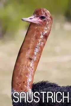 sastrich sausage bird