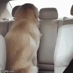 Golden Retriever Smirking in Car
