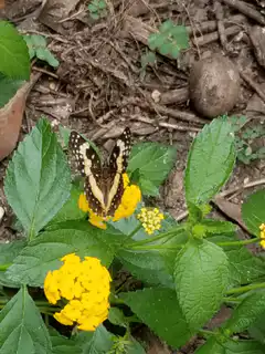 Butterfly on yellow flower