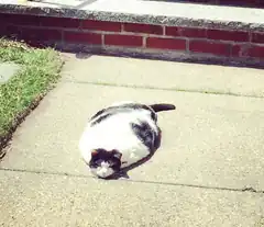 fat cat loaf on sidewalk