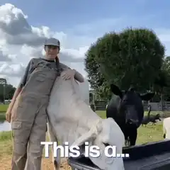 Woman introduces cow Emmanuel