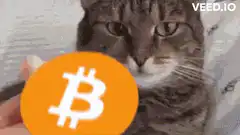 Cat with Bitcoin logo and crypto overlays