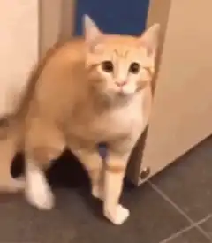 Cat opens door and disappears