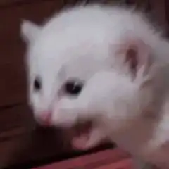 white kitten meowing