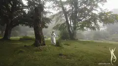 Woman in white dress walking in misty forest