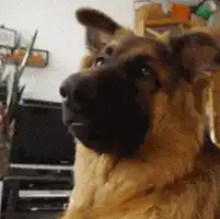 German Shepherd Dog Head Tilt