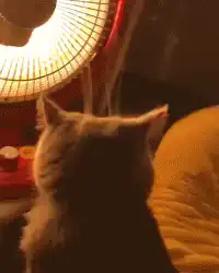 cat sitting by heater with steam rising