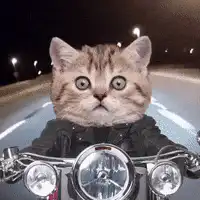 Cat riding motorcycle at night