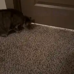 Cat reaches under door for fren