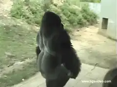 gorilla walking away butt