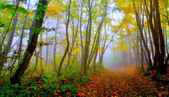 misty autumn forest path