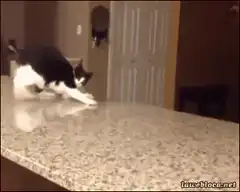cat slips on counter