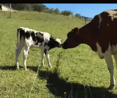 Cow and calf nuzzle in field