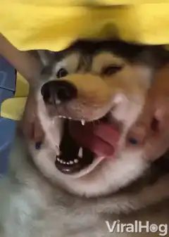 husky dog getting a face massage