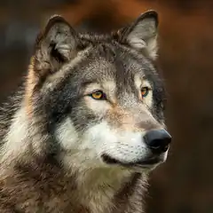 Close-up of a wolf's face