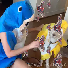Person in shark costume with dog in banana costume